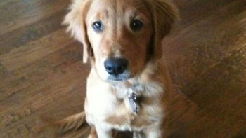 Σκύλος έσωσε μία ολόκληρη γειτονιά από φωτιά – ΦΩΤΟ