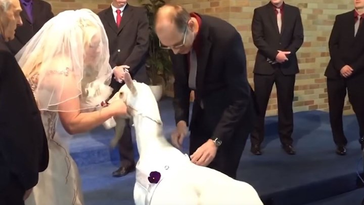 Ζευγάρι έκανε κουμπάρα μία…κατσίκα – ΒΙΝΤΕΟ