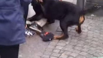Αδέσποτο σκυλί επιτέθηκε σε καθηγήτρια στο Μεσολόγγι