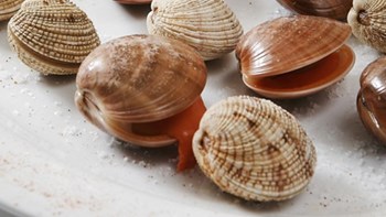 ΕΦΕΤ: Κατασχέθηκαν 2,2 τόνοι ακατάλληλα όστρακα στον Έβρο