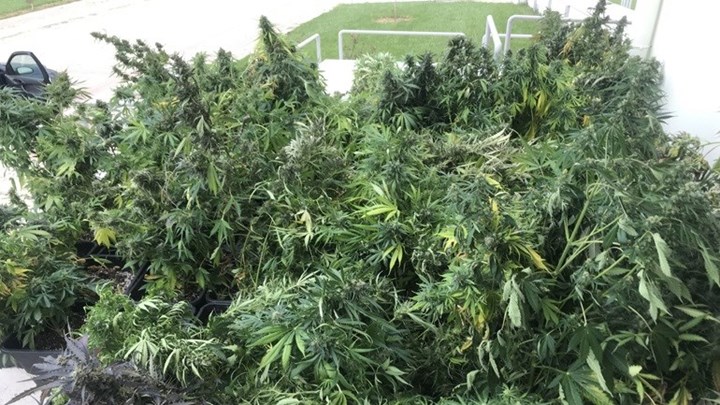 Εντοπίσθηκε εργαστήριο υδροπονικής καλλιέργειας δενδρυλλίων κάνναβης στα Μέγαρα – ΦΩΤΟ