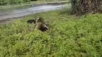 Τρομακτικό βίντεο – Τον πήρε στο… κυνήγι κροκόδειλος για να του αρπάξει το ψάρι