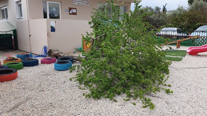 Δέντρο ξεριζώθηκε και έπεσε μέσα σε νηπιαγωγείο – ΦΩΤΟ