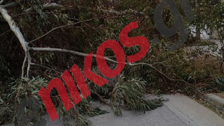 Δέντρο ξεριζώθηκε και έκλεισε δρόμο στην Πεύκη – ΦΩΤΟ αναγνώστη