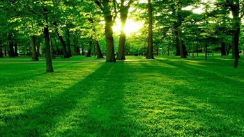 Πετρελαϊκή εταιρεία θα φυτέψει δάσος έκτασης ίσης με το 25% της Ιταλίας