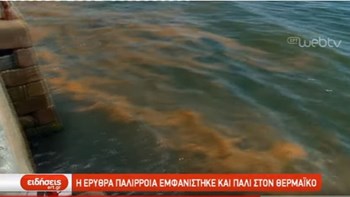 Η Ερυθρά παλίρροια ξανά στον Θερμαϊκό – Τι λένε οι ειδικοί – ΒΙΝΤΕΟ