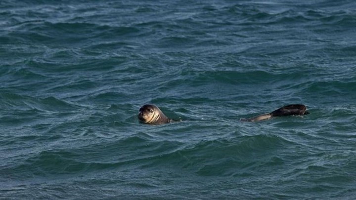Φώκια κάνει ανέμελη τις βουτιές της στο λιμάνι της Σύρου – ΒΙΝΤΕΟ