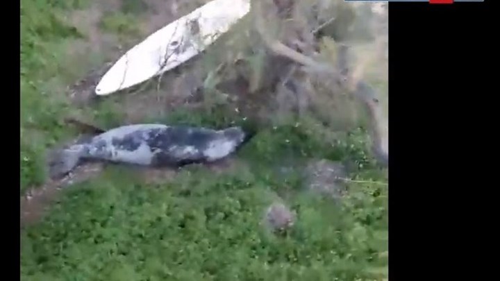 Φώκια βγήκε στη στεριά -ΒΙΝΤΕΟ