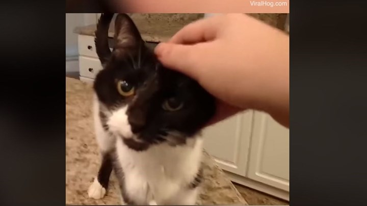 Η γάτα “βαρύτονος” – Αυτό το νιαούρισμα δεν το έχετε ξανακούσει – ΒΙΝΤΕΟ