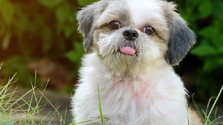 Ο πρώτος θάνατος σκύλου στη Μεγάλη Βρετανία από λεϊσμανίαση