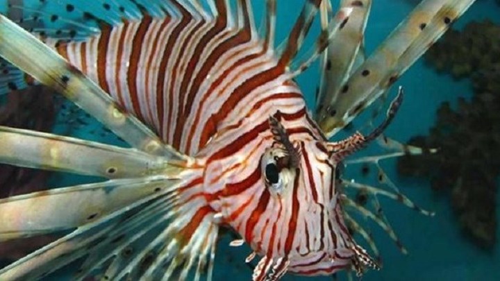 Με τα δηλητηριώδη λεοντόψαρα γέμισαν οι θάλασσες της Κύπρου