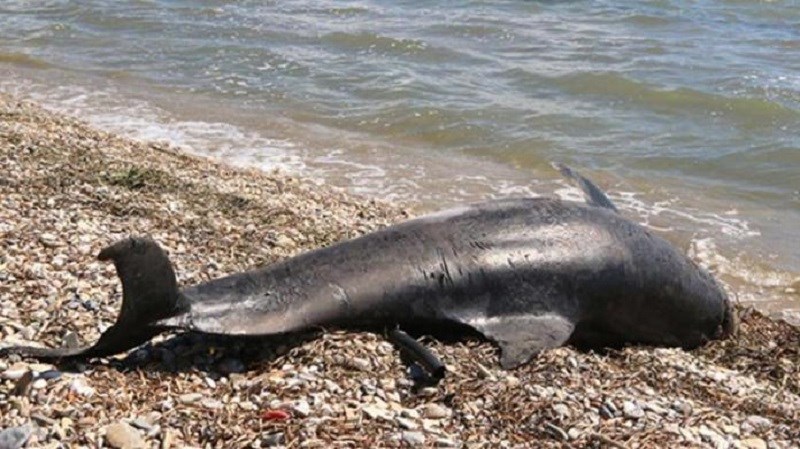 Νεκρά δελφίνια στο Αιγαίο μετά την τουρκική άσκηση “Γαλάζια Πατρίδα”