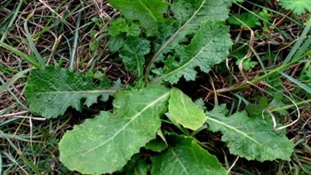 Το κράτος δείχνει ξανά το σκληρό του πρόσωπο: Στο εδώλιο τρεις ηλικιωμένες γιατί πουλούσαν χόρτα