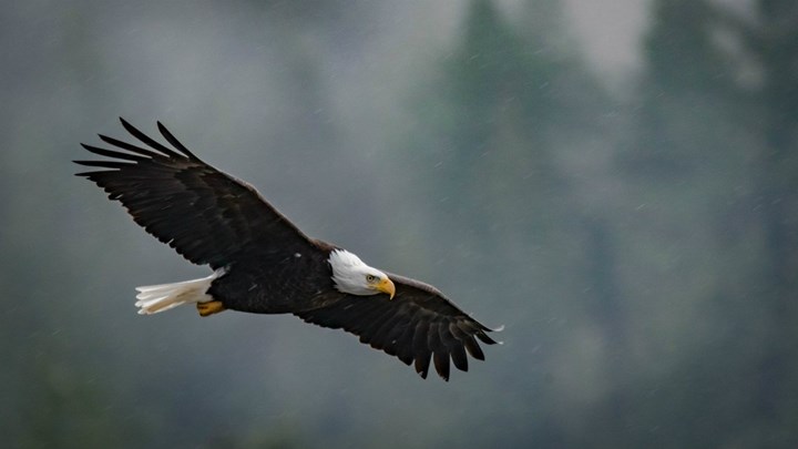 Επικήρυξη 6.000 δολ. γι’ αυτόν που σκότωσε λευκοκέφαλο θαλασσαετό στο Άρκανσας – ΦΩΤΟ