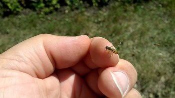 Σοκ: Βρήκαν τέσσερις μέλισσες στο μάτι γυναίκας – Τρέφονταν από τα δάκρυά της