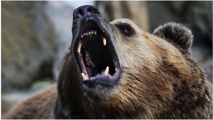 Αρκούδα επιτέθηκε σε γυναίκα που προσπάθησε να την ταΐσει – ΒΙΝΤΕΟ