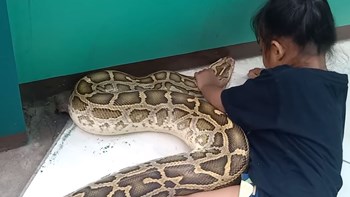 Τρίχρονη… περιποιείται με μπατονέτες το στόμα πύθωνα – ΒΙΝΤΕΟ