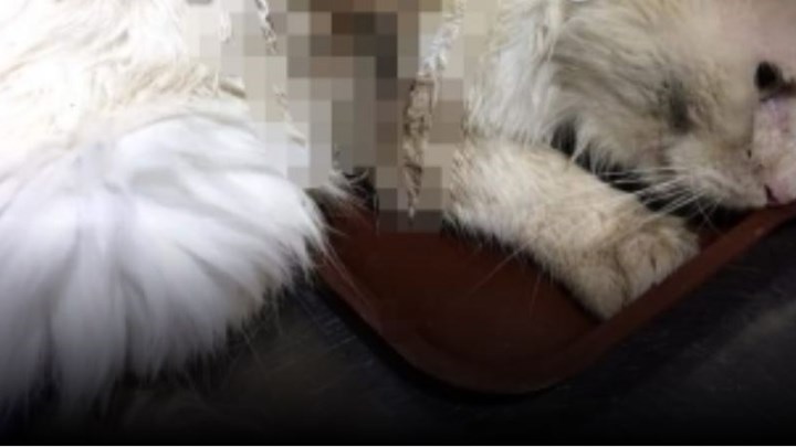 Φρίκη στη Ναυπακτία: Έριξαν οξύ σε γάτα – Προσοχή ΣΚΛΗΡΕΣ ΕΙΚΟΝΕΣ