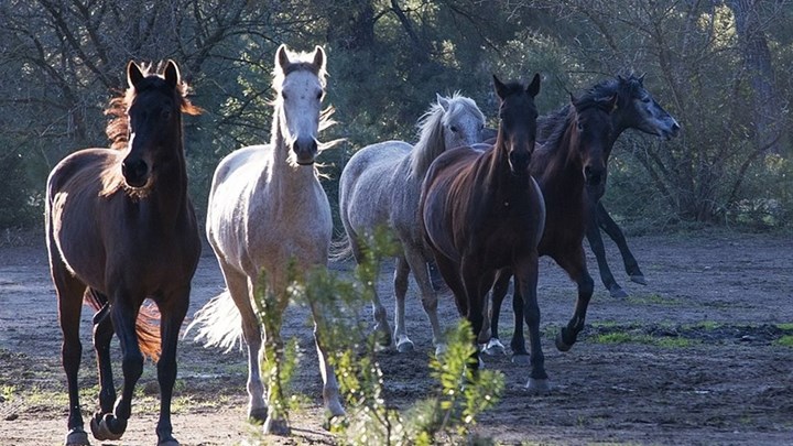 Κτηνωδία: Σκότωσαν άλογα στη Μεγάλη Γότιστα Ιωαννίνων