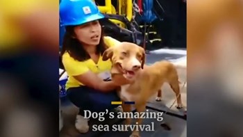 Θαύμα στον κόλπο της Ταϊλάνδης – Σκυλάκι διασώθηκε 220 χιλιόμετρα μακριά από τις ακτές