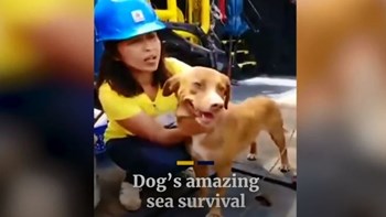 Θαύμα στον κόλπο της Ταϊλάνδης – Σκυλάκι διασώθηκε 220 χιλιόμετρα μακριά από τις ακτές