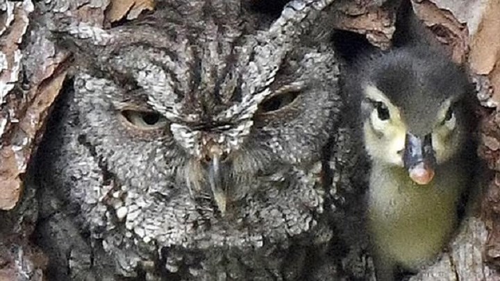 Περίεργοι συγκάτοικοι: Μία κουκουβάγια μεγαλώνει μικρό παπάκι σαν δικό της παιδί – ΦΩΤΟ