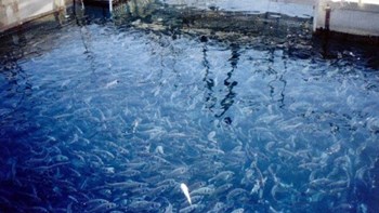 Έκλεψαν 600 κιλά λαβράκια από ιχθυοκαλλιέργεια