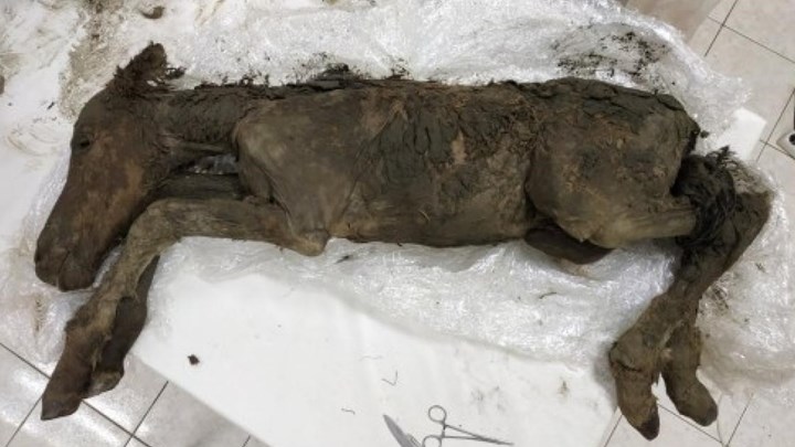 Επιστήμονες θα κλωνοποιήσουν άλογο ηλικίας 42.000 ετών