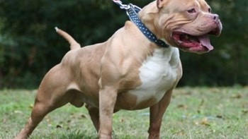 Καταγγελία-σοκ – Κατέσφαξε πιτ μπουλ με 17 μαχαιριές