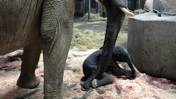 Γεννητούρια στο ζωολογικό κήπο του Βούπερταλ