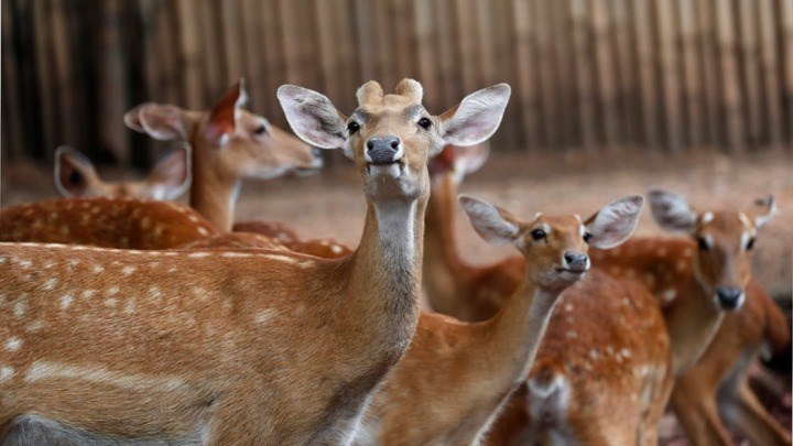 Ένα εκατομμύριο είδη πανίδας και χλωρίδας απειλούνται με εξαφάνιση