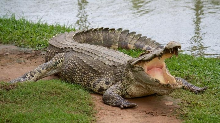 Κροκόδειλος αναδύεται στην επιφάνεια με ένα ανθρώπινο πόδι στα δόντια του – Προσοχή ΣΚΛΗΡΕΣ ΕΙΚΟΝΕΣ