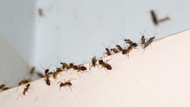 Πώς να διώξετε τα έντομα από το σπίτι με φυσικό τρόπο