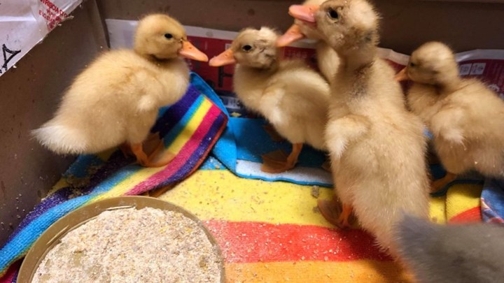 Αστυνομικό τμήμα στη Θεσσαλονίκη «γέμισε» παπάκια – ΦΩΤΟ