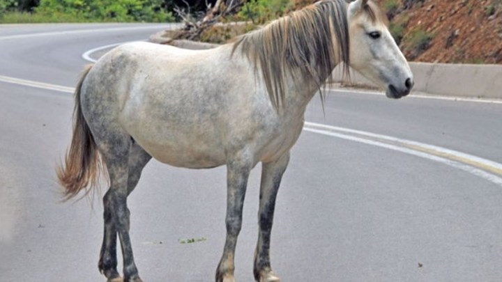 Πρωτοφανές περιστατικό στο Βόλο: Άλογο έκοβε βόλτες στο κέντρο της πόλης