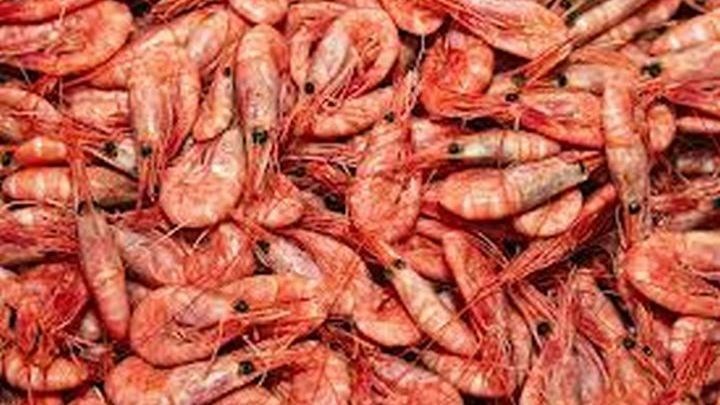 Επιστήμονες εντόπισαν κοκαΐνη σε… γαρίδες