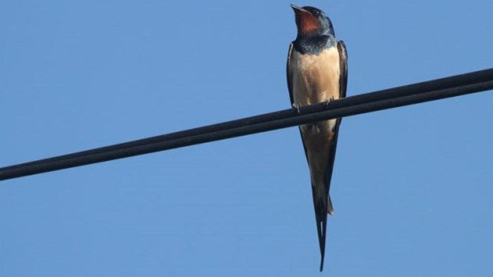 Πώς βγήκε η φράση “ένα χελιδόνι δεν φέρνει την άνοιξη”