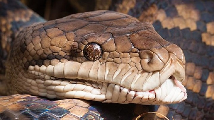 Αυτός ο πύθωνας έχει τρία μάτια – ΦΩΤΟ