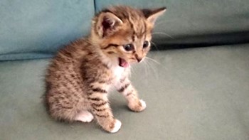 Κτηνωδία στην Κρήτη: Ασυνείδητοι σούβλισαν γατάκι – ΦΩΤΟ