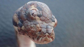 “Monty Python”: Το φίδι με τα τρία μάτια που έγινε viral  – ΒΙΝΤΕΟ
