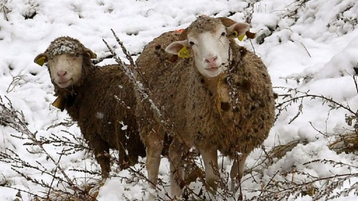 Μαθητές…15  πρόβατα για να μην κλείσει δημοτικό σχολείο – ΒΙΝΤΕΟ