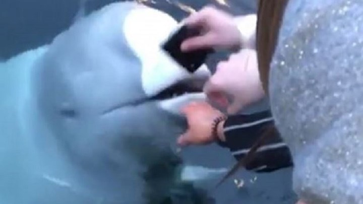 Της έπεσε το κινητό στη θάλασσα και της το επέστρεψε μια… φάλαινα – ΒΙΝΤΕΟ