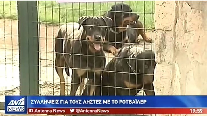 Συνελήφθησαν οι “ληστές με το ροτβάιλερ” – ΒΙΝΤΕΟ