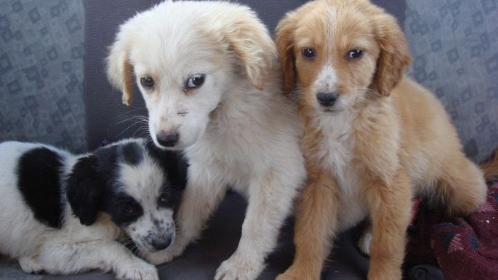 Φρίκη στην Τρίπολη – Δηλητηρίασαν με φόλες περισσότερα από δέκα σκυλιά