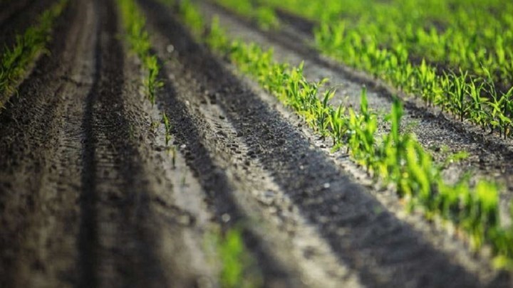 Απόφαση – βόμβα του ΣτΕ για δασικές εκτάσεις – Στον αέρα 2 εκατ. στρέμματα – Κινδυνεύουν οι επιδοτήσεις