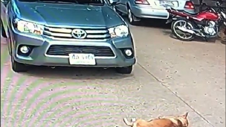 Τεμπέλης σκύλος αρνείται πεισματικά να μετακινηθεί για τον οποιονδήποτε – ΒΙΝΤΕΟ