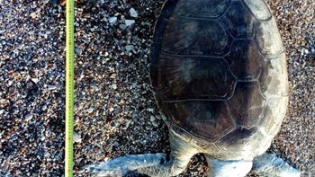 Φρίκη στα Βραχνέικα: Αποκεφαλισμένη βρέθηκε μία χελώνα καρέτα-καρέτα  – ΦΩΤΟ