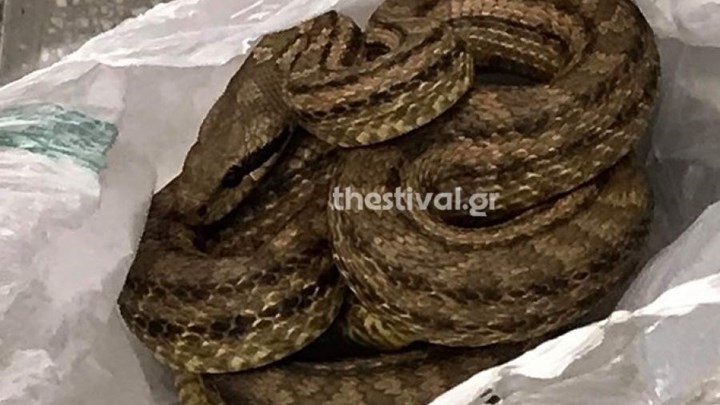 Φίδι προκάλεσε αναστάτωση σε εστιατόριο της Θεσσαλονίκης – ΦΩΤΟ