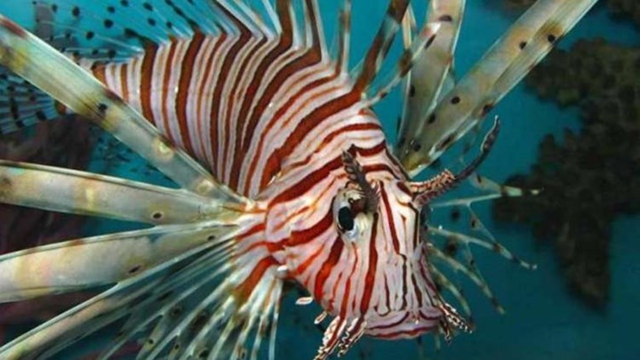 Ψάρια- δηλητήριο εισέβαλαν στο Αιγαίο – Ποιους κινδύνους κρύβουν