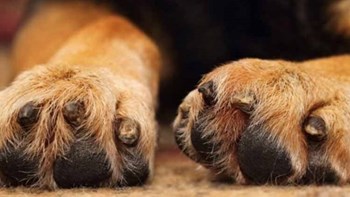 Φρίκη στο Αγρίνιο: Σκότωσαν κουτάβι με ψαροντούφεκο